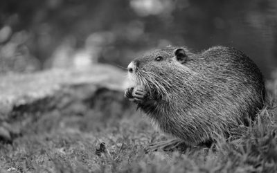 Professional Beaver Removal In Marietta
