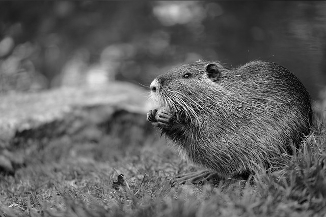 Professional Beaver Removal In Marietta