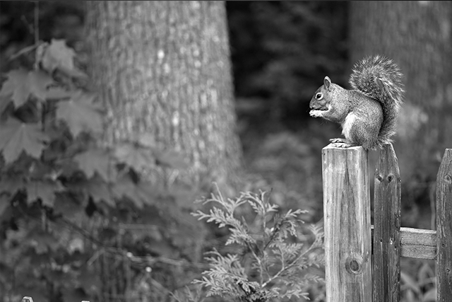 Marietta Squirrel Damage Can Be Prevented