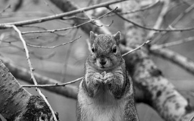 Acworth Georgia Critter Removal Gear Up For Winter