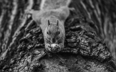 Squirrel-Proofing and Squirrel Removal In Marietta, Georgia