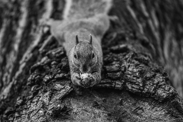 Squirrel-Proofing and Squirrel Removal In Marietta, Georgia