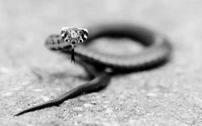 Acworth GA Snake Removal Specialists