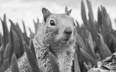 Preventing And Fixing Squirrel Damage In Marietta, GA