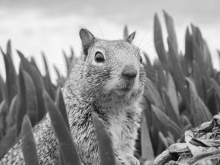 surprised squirrel