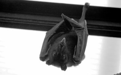FAQs About Bats In Acworth GA