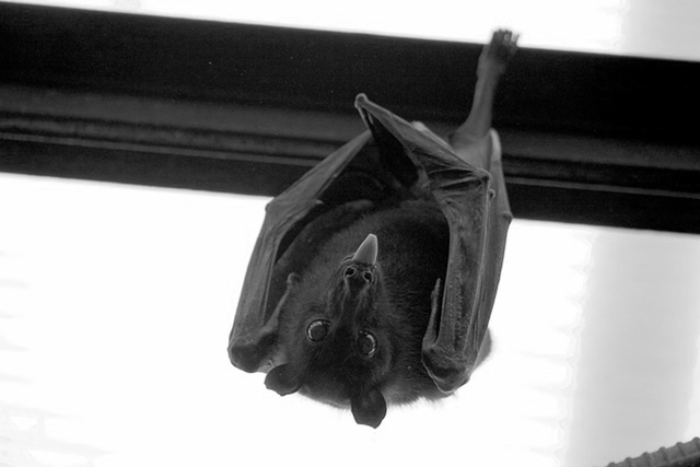 FAQs About Bats In Acworth GA