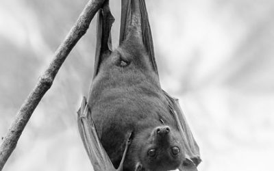 The Dark Side of Bats: Why Professional Bat Removal Is Extremely Necessary
