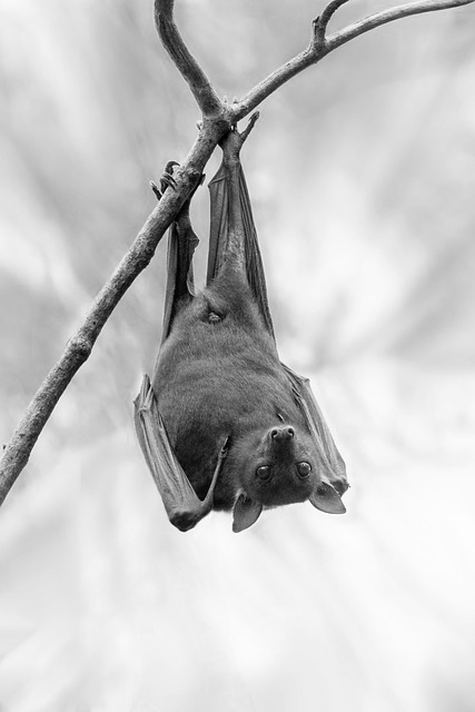 The Dark Side of Bats: Why Professional Bat Removal Is Extremely Necessary