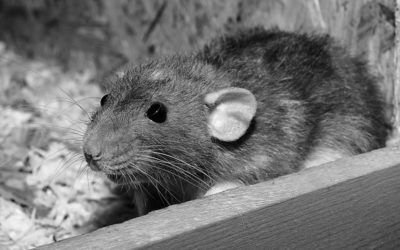 Deal With Those Pesky Rats and Follow These Tips from Rodent Removal Experts