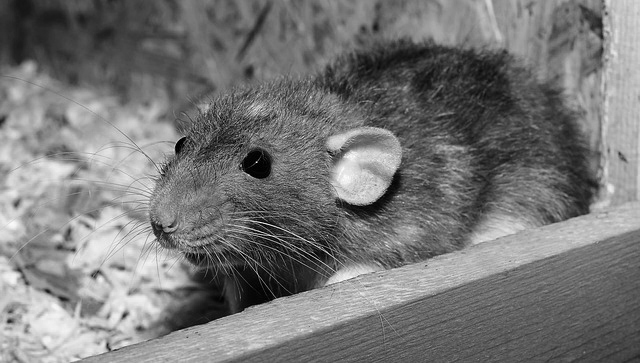 Deal With Those Pesky Rats and Follow These Tips from Rodent Removal Experts