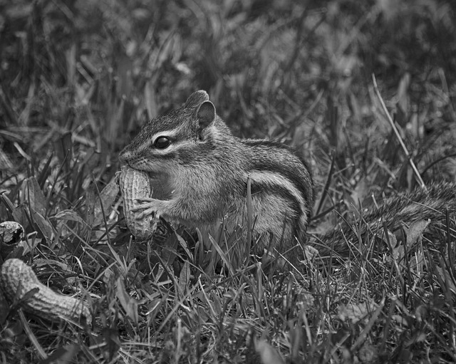 chipmunk