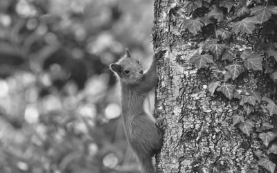 Signs You Need Squirrel Removal Experts