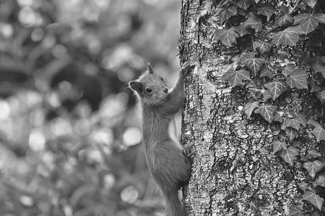 Signs You Need Squirrel Removal Experts