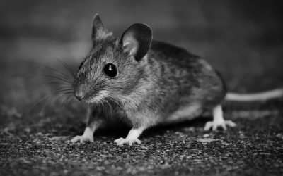 How Mice Can Damage your Most Hidden Stuff