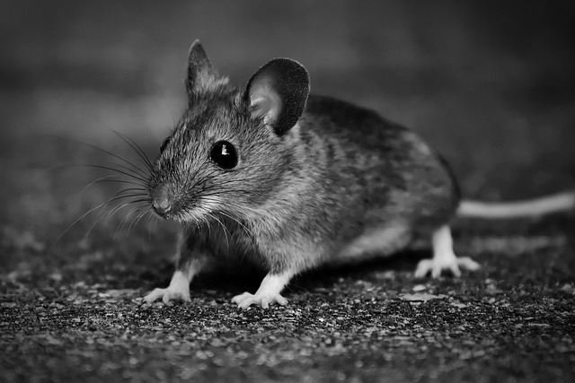 How Mice Can Damage your Most Hidden Stuff