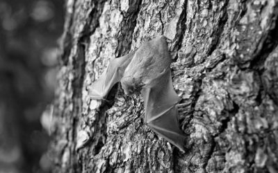 Do Bats Cause Dilemma in the Entire Metro Atlanta Area?
