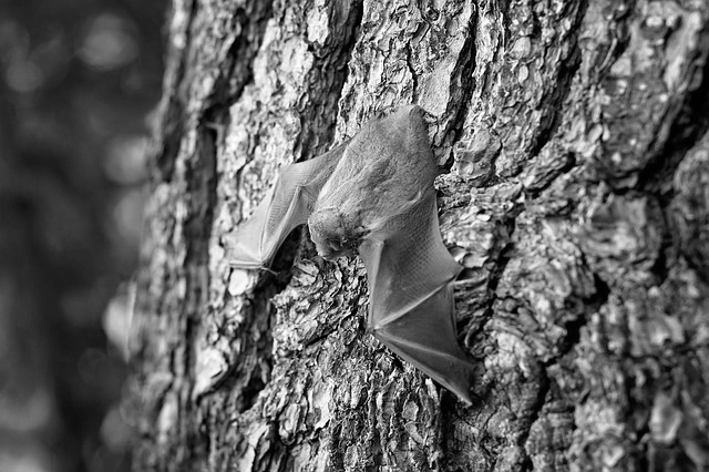 Do Bats Cause Dilemma in the Entire Metro Atlanta Area?