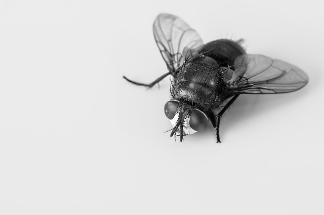 Blowfly