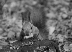 Squirrels are Better Hoarders Than Us!