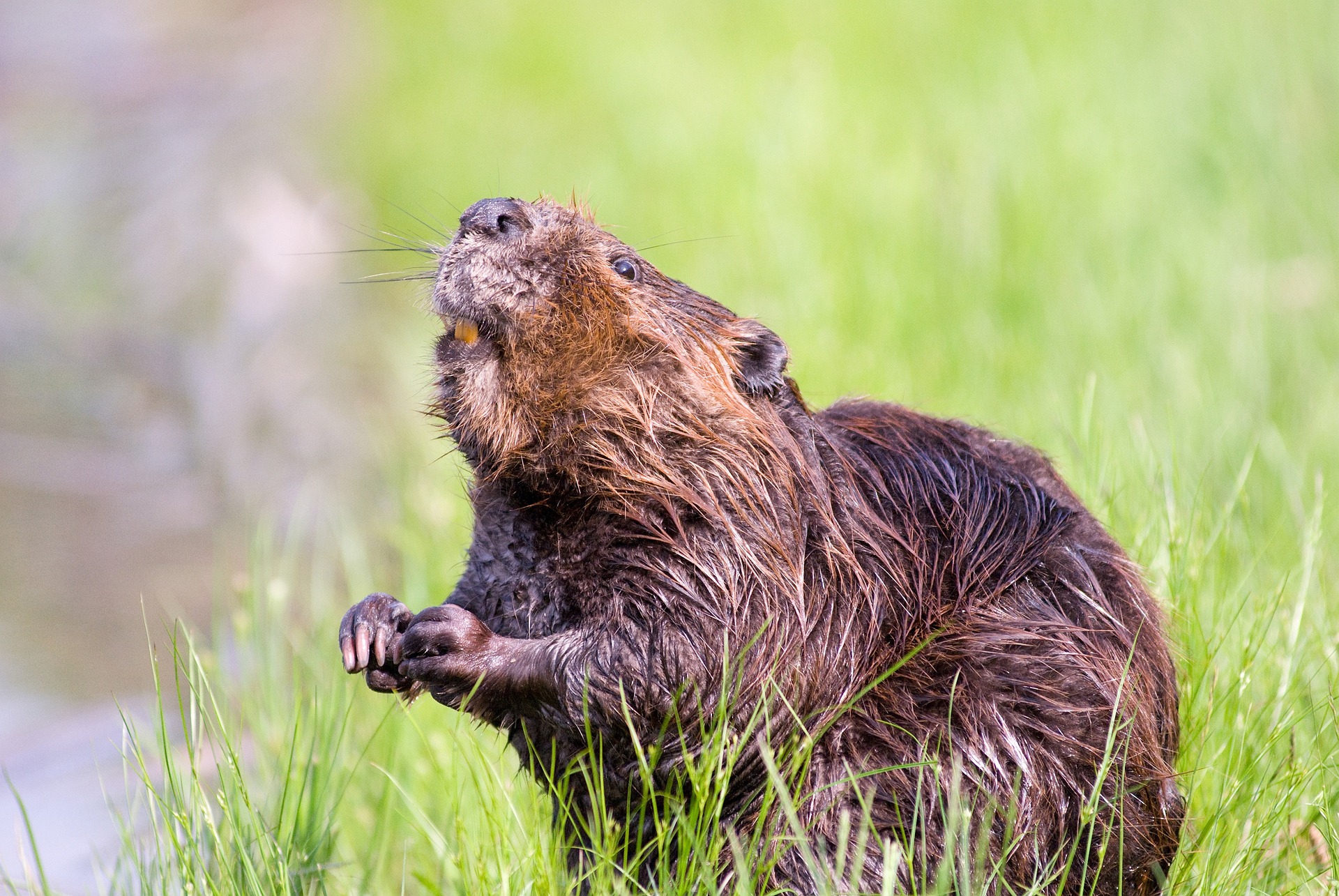 Beavers