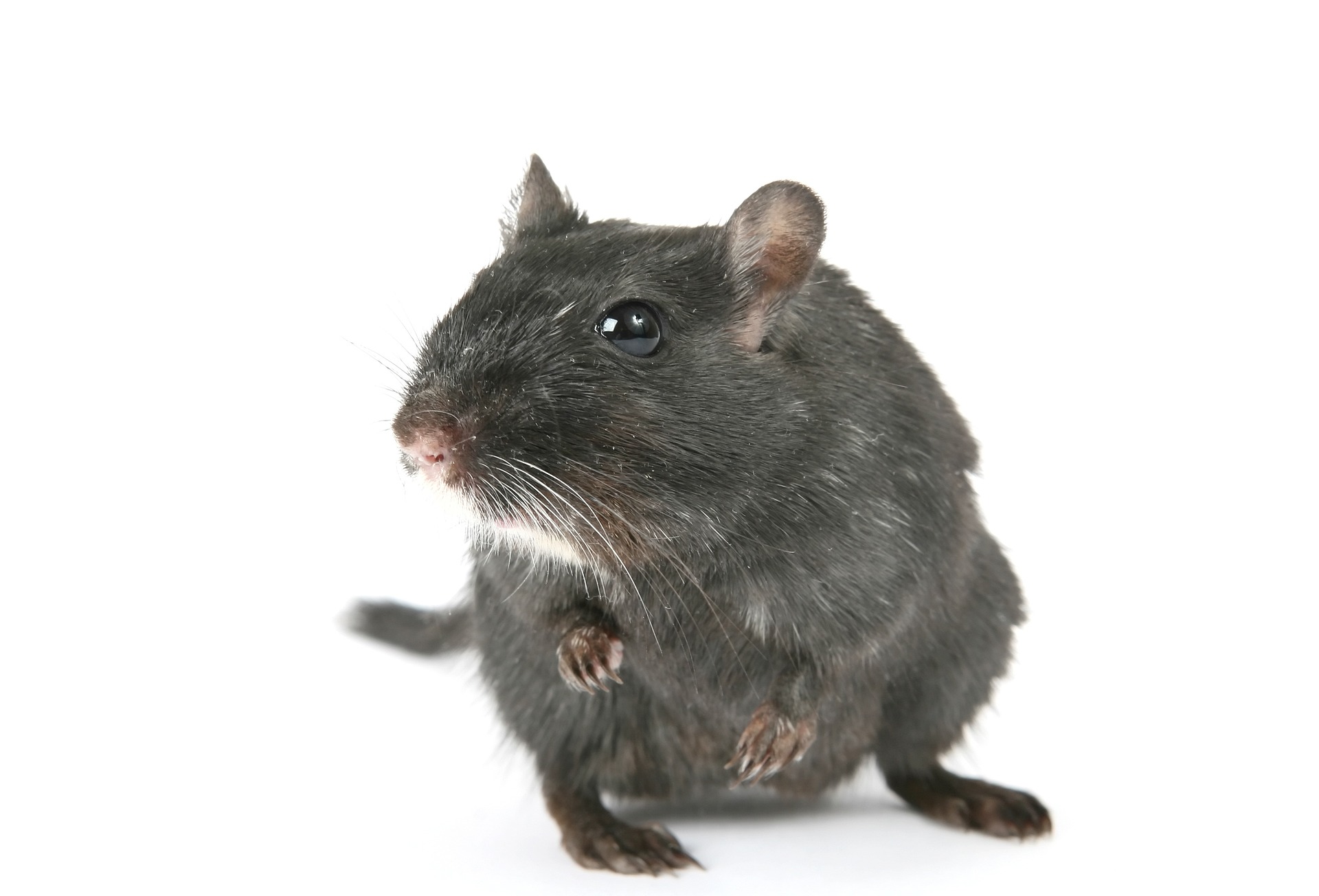 Rats and Mice Removal