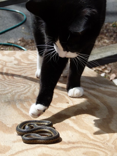 cat and snake