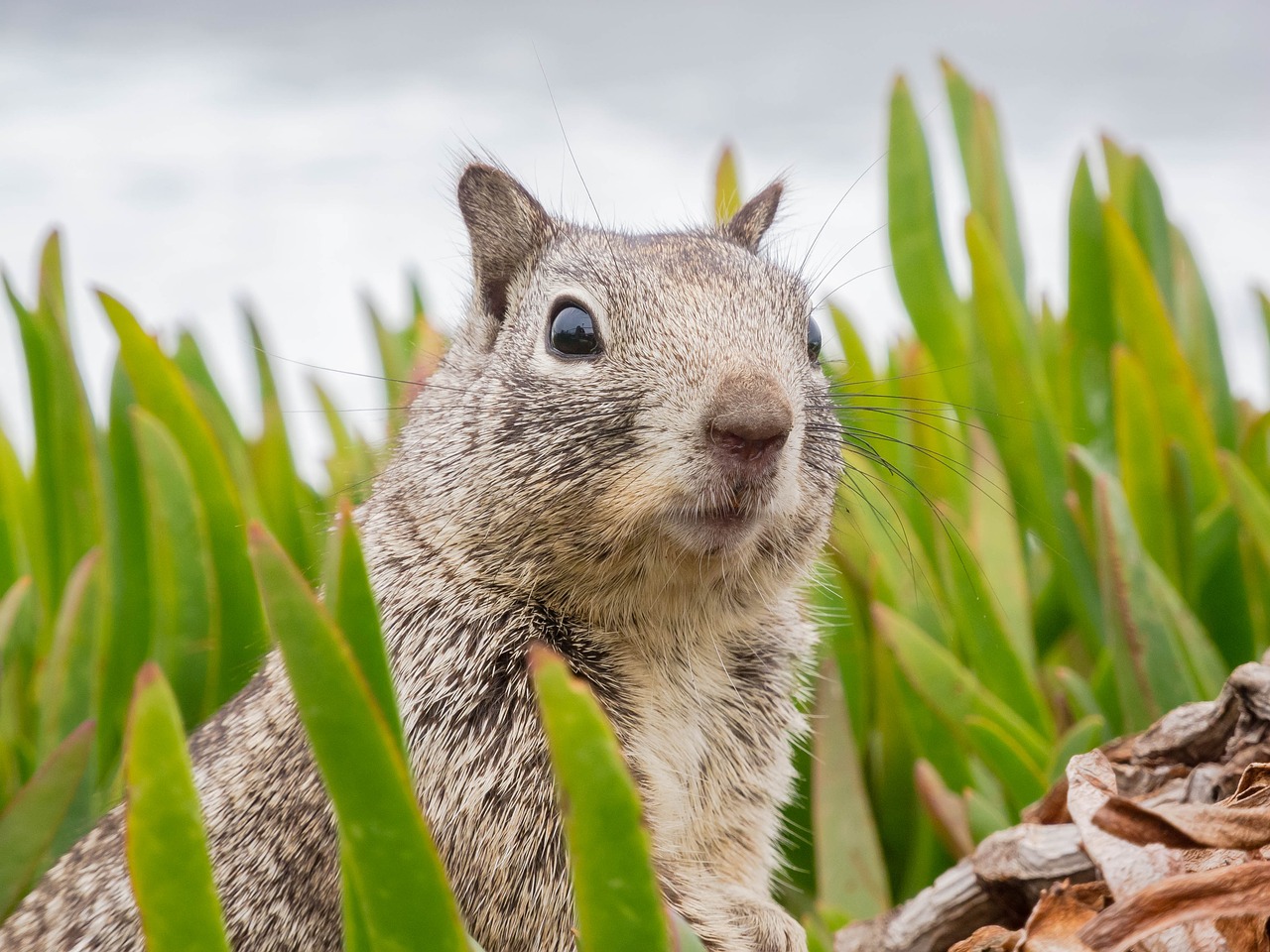 Squirrel Removal